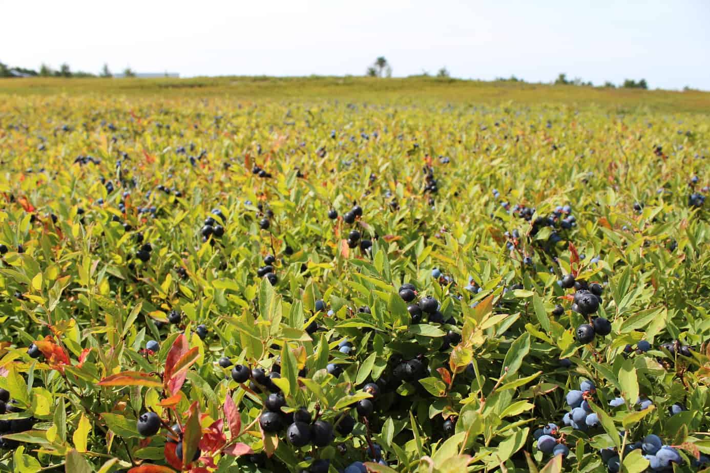 Wild Blueberries Small But Fierce Better Is the New Perfect